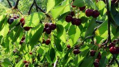 Владимир Иванов: Крайно време е земеделските производители да се сдружават