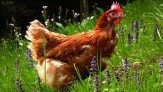 Икономическите загуби заради птичия грип може да нараснат