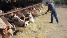 Животновъдите получиха 11 млн. лева извънредна помощ