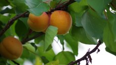 Фермери получиха близо 1 млн. лева държавна помощ за застраховане на продукция