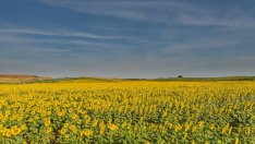 Земеделието в Русия процъфтява след санкциите срещу Запада