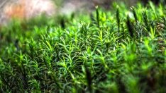 Облекчена е процедурата за сечи в съхнещите заради корояд гори в Родопите