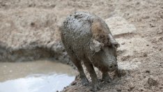 Беларус забрани вноса на свинско от България заради африканската чума