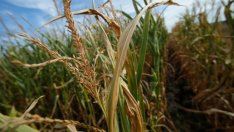 Костадин Костадинов: Климатичните условия направиха 2019 г. интересна