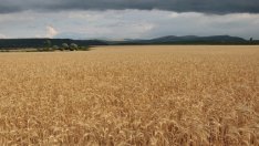 Експерти очакват в Добричко добивът на пшеница да е около 450 кг от декар