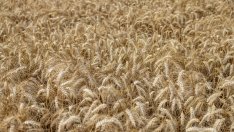 Пшеницата поскъпва до 5-месечен връх