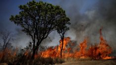 Какво разпалва пожарите в джунглите на Амазония?