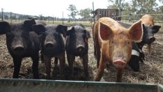 Започва изплащането на обезщетенията за доброволно умъртвени прасета