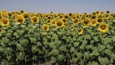 Румъния иска да запълни земеделския вакуум, оставен от войната 