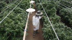 Белгийските социалисти предлагат държавата да отглежда и продава канабис