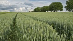 Реколтата от пшеница тази година е по-малка, но по-качествена