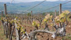 Лозарите се заеха с биоземеделие в търсене на пазари