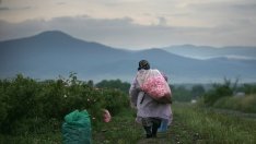 Еднодневните договори в земеделието ще са за 4 или 8 часа труд