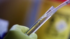 Проф. Иво Петров: Не вземайте превантивно медикаменти срещу COVID-19