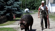 БАБХ потвърди второ огнище на Африканска чума при домашните свине