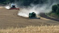 Зърненият сектор у нас се справя успешно с конкуренцията 