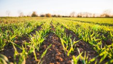 ЕК се отказа от плана да намали употребата на пестициди в ЕС наполовина