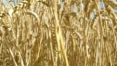 Пшеницата поевтиня след отмяната на руското ембарго върху износа на зърно