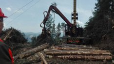 Усиленият добив в изсъхналите гори понижи цената на технологичната дървесина