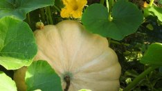 Доходите на фермерите в България намаляват с 16% през 2016 г.