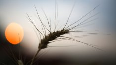 Основните зърнени стоки на международните борси поскъпват през седмицата