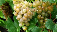 Лозарите очакват високи добиви и качествено вино през 2018 г.