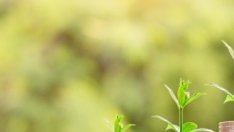 Всеки албански гражданин се ражда с дълг от 3 хил. евро