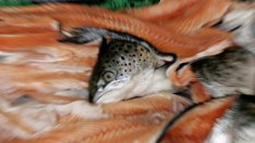 Русия спира вноса на храни и за правителствени нужди