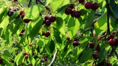 Добра черешова реколта отчетоха производителите в Сливенско