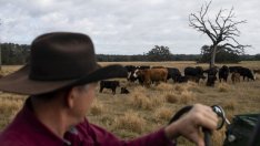 Месото се превръща в двигател на глобалната инфлация при храните