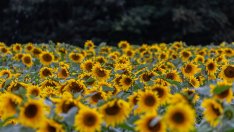 Цената на българския слънчоглед е висока за преработка, налага се внос, твърдят от бранша