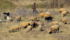 Кристиян Вигенин: Прокуратурата да провери работата на БАБХ 