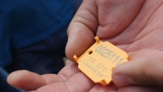 Държавните горски предприятия започват да маркират дървесината с пластини*