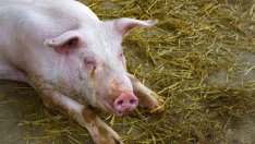 Танева: Регистрирани са 26 огнища на африканска чума по свинете в България