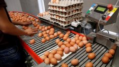 Скандалът с опасните за здравето яйца се разраства