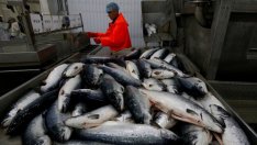 Инвестират над 9 млн. лв. в рибопреработвателни предприятия