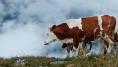 Предстои прием на заявления за изграждане на мини мандри във фермите