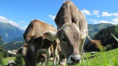 Фермери: Застрашен е биосертификатът ни, няма пасища за животните