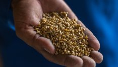 Пшеницата у нас е поскъпнала с 66% спрямо лятото на 2021 година