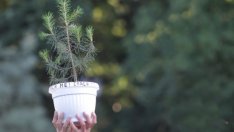 ГЕРБ обещава да подкрепи в парламента президентското вето върху Закона за горите