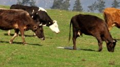 Плахи опити за ръст в биологичното животновъдство