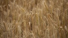 ООН предлага на Путин удължаване на зърнената сделка срещу достъп до SWIFT