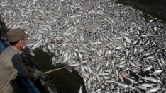 Задържаха директора на ИАРА за злоупотреба с европейски средства