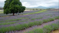 ЕК предупреди България заради ограниченията при сделките със земя