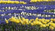 Започна разработката на Плана за зелен град на София