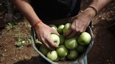 Ще остане ли доставката на български плодове и зеленчуци в списъка на стоки с фискален риск?