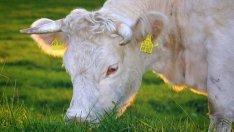 Ноември донесе и по-високи цени за млякото за фермерите  