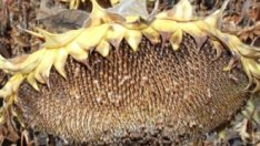 Високите цени на слънчогледа ще компенсират загубите от сушата 