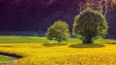 Средната покупна цена на земя от "Адванс Терафонд" нараства с 30% през юни