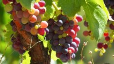 Консумацията на вино в България расте